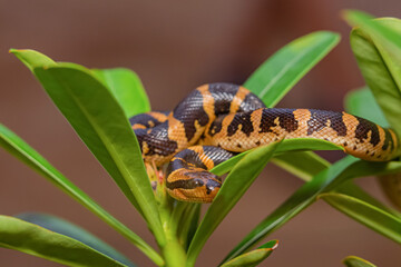 Snack Bungarus Candidus, yellow black
taken at close range