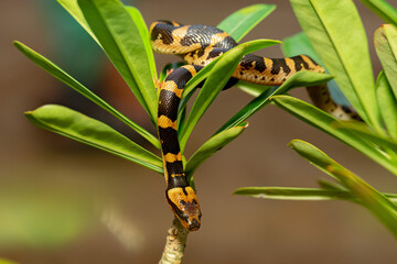 Snack Bungarus Candidus, yellow black
taken at close range