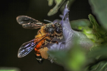 HONEY BEE- Apis dorsata are one of the wild honey bee species from India. Feeding on nectar of Strobilanthus flower covered with pollen grains. 