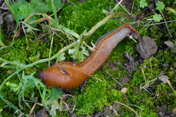 Rote Nacktschnecke 