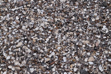 Muschelstrand 