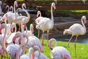 Closeup to flamingo bird walking on grass