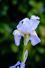 Violet lily flower close-up