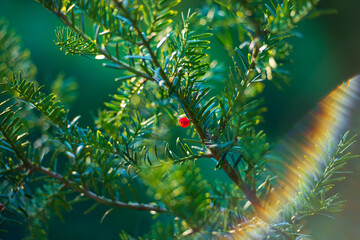 Christmas tree with berries. Axus baccata. Common yew, English yew, or European yew. 