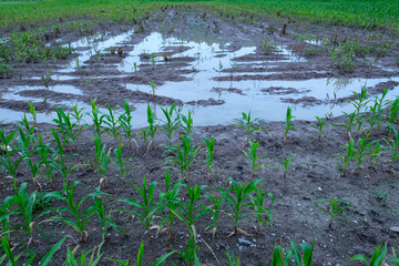 Flood in a field of corn