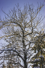 Winter forest. A snow-covered tree in the forest.