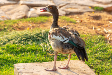 goose standing with closeup from back. bird