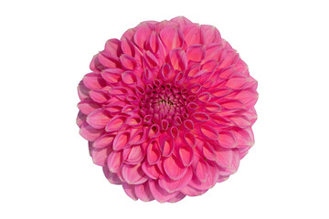 Pink ball dahlia isolated on white.