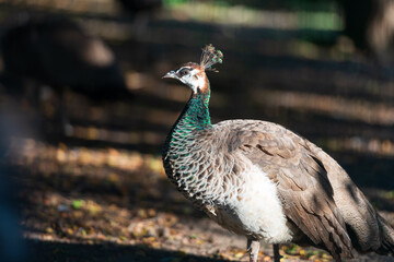 peacock in the zoo