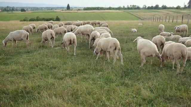 Texel is breed of sheep. Yorkshire, england. Landscape, horizontal. Space copy