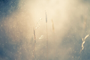 Autumn grass during the rain on the forest meadow at sunset. Macro image, shallow depth of field....
