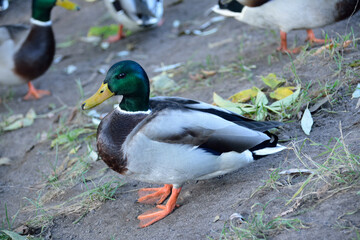 Duck on the shore