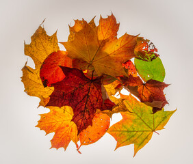 Black rowanberry and maple color autumn leaf on white background