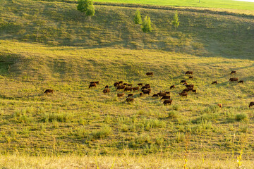 A herd of cows grazing on a pasture in the rays of the evening summer sun.