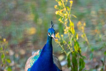 peacock in the garden