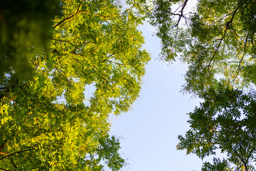 Fototapeta premium green leaves against blue sky