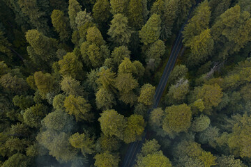 Aerial view of a giant sequoias in Redwood National Park in California