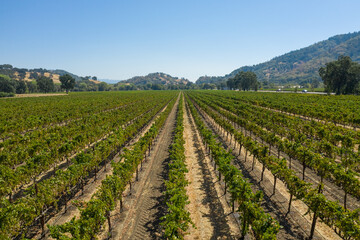 Fototapeta na wymiar Aerial, drone shot of a grape bushes in a winery in Napa Valley, California