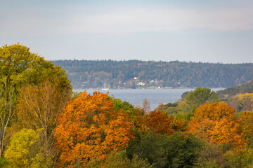 Autumn lanfdscape with yellow and orange foliage with sea background. Shot in Sweden, Scandinavia