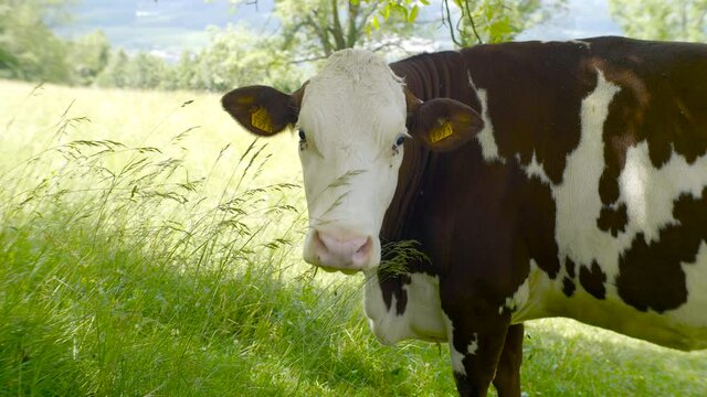 vache laiti&egrave;re, ferme, animal, gazon, agricultura, b&eacute;tail, champ, nature, prairie, mollet, taureau, rural, lait, alpage, brun, vert, b&eacute;tail, &eacute;t&eacute;, mammif&egrave;re, blanc, boeuf, agriculture, ciel, exploitati