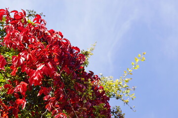 Herbstfarben an einem Baum mit roten Blättern
