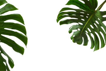 Fototapeta na wymiar Green plant monstera on white background.