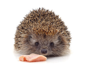 Hedgehog and meat.