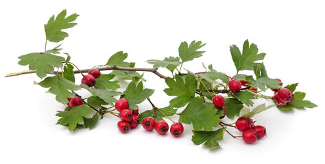 Rosehip branch with berries.