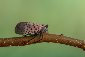 Chinese Invasive Spotted Lanternfly on a Twig