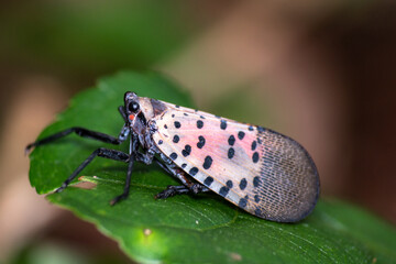 Chinese Invasive Spotted Lanternfly invasive bug on leaf
