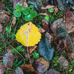 aspen leaf of the forest bed in autumn