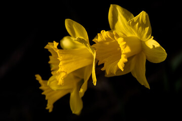 Obraz premium daffodil on black