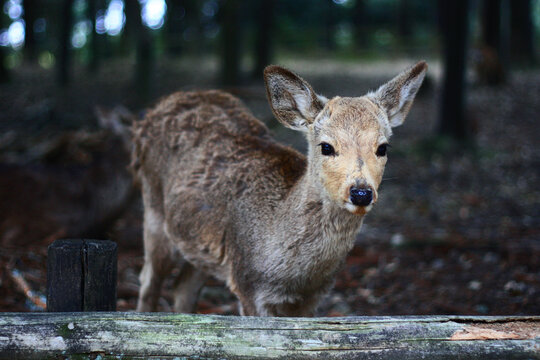 deer in the forest