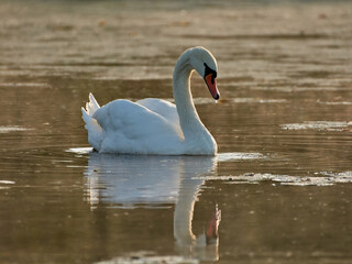 swans on the lake