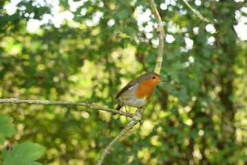 robin on a branch