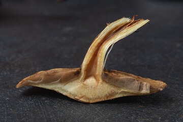 Naklejka premium Edible mushrooms - delicious and healthy dietary food