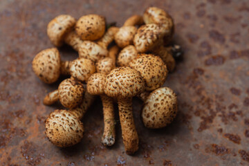 Edible mushrooms - delicious and healthy dietary food