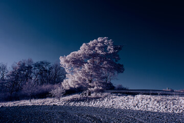 infrared photography - surreal ir photo of landscape with trees under cloudy sky - the art of our...