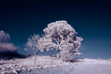 infrared photography - surreal ir photo of landscape with trees under cloudy sky - the art of our world and plants in the invisible infrared camera spectrum