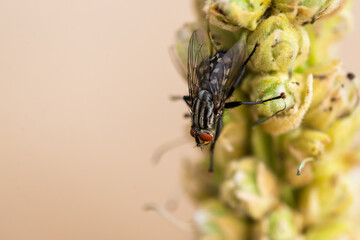 Closeup of a housefly sitting on a plant in the garden