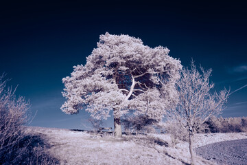 infrared photography - surreal ir photo of landscape with trees under cloudy sky - the art of our...