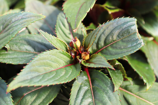 Tiny buds on inpatien flower plants about to bloom
