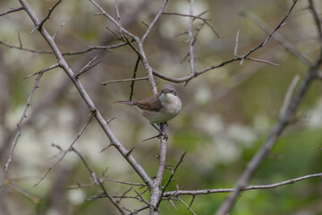 Common Whitethroat (Sylvia communis) perched on a tree branch