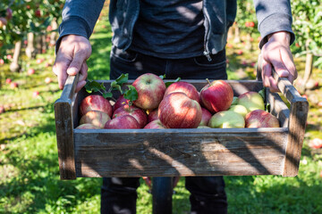Mann hält Holzkiste voller frischer Äpfel, Apfelernte auf einer Obstplantage