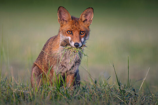 fox in the field