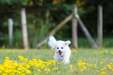 Bichon frise' puppy running in grass toward camera in field of yellow flowers. 