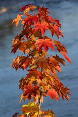  jesień, liście, kolor