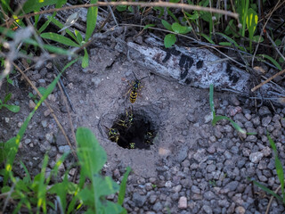 Several wasps emerging from an underground hornets nest.