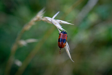 red bug