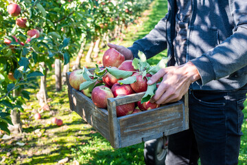 Mann hält Holzkiste voller frischer Äpfel, Apfelernte auf einer Obstplantage
